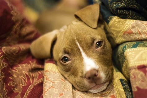 How To Care For A Pitbull Puppy